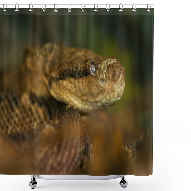 Personality  Bothrops Atrox Snake Shower Curtains