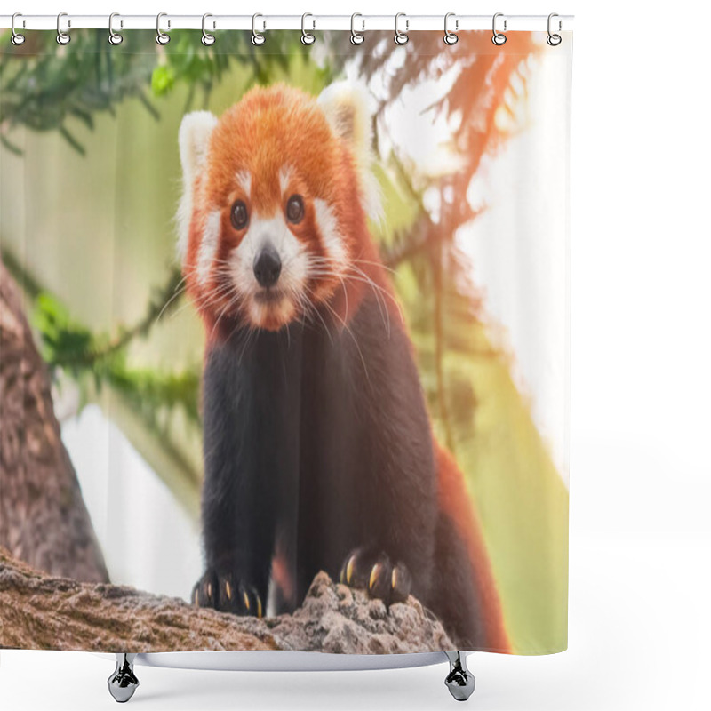 Personality  Red Panda On A Tree Branch, Close-up Shower Curtains