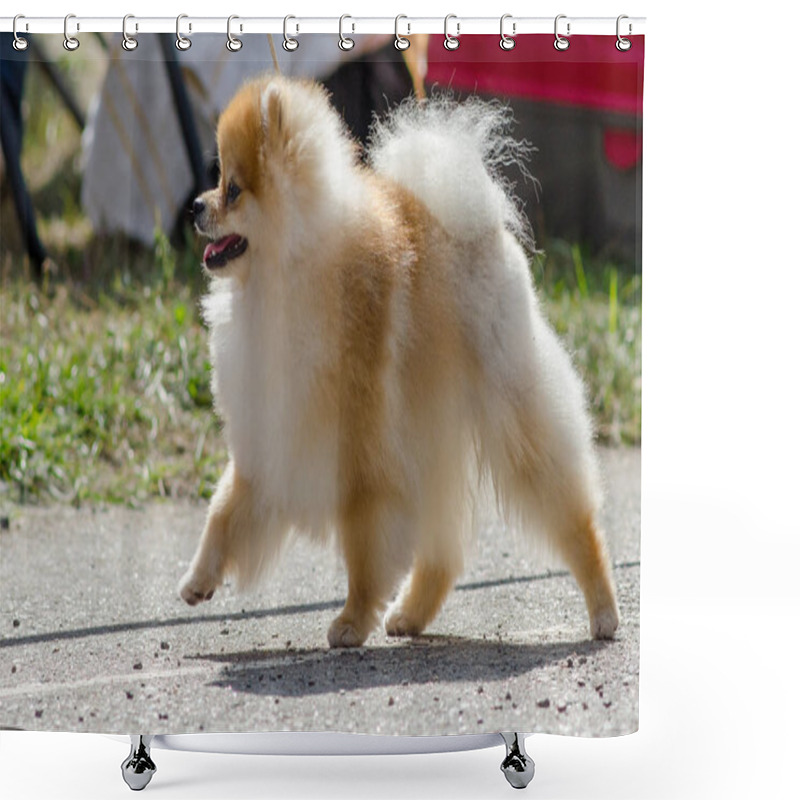 Personality  Pomeranian For A Walk In Summer. Shower Curtains