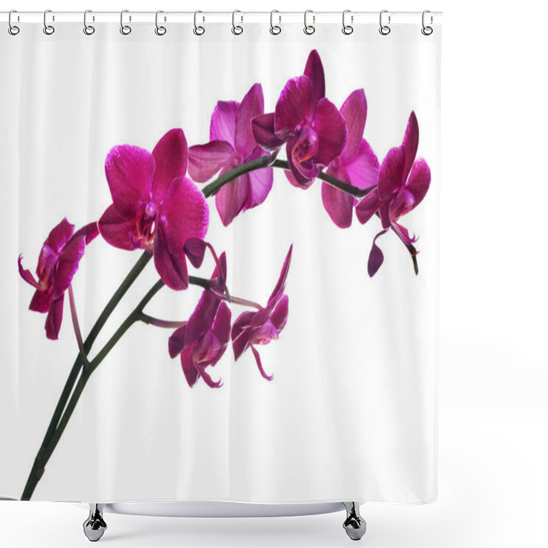 Personality  Isolated On White Branch With Many Dark Pink Orchids Shower Curtains