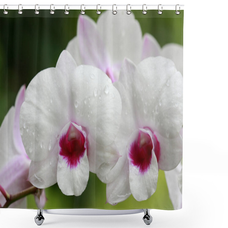 Personality  A Group Of White Orchids Shower Curtains