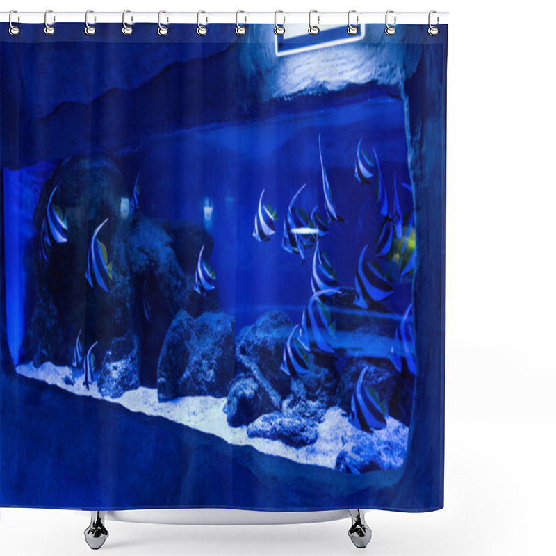 Personality  Fishes Swimming Under Water In Aquarium With Blue Lighting And Stones Shower Curtains