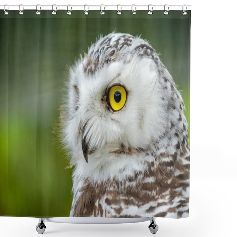 Personality  Portrait Of A Snowy Owl (Bubo Scandiacus) Shower Curtains