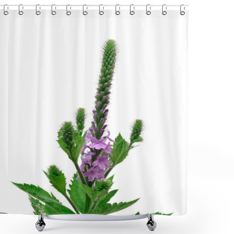 Personality  Hoary Vervain (Verbena Stricta) Wildflower Shower Curtains