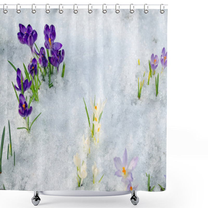 Personality  Various Saffron Crocus Flower Blooms Snow Spring Shower Curtains