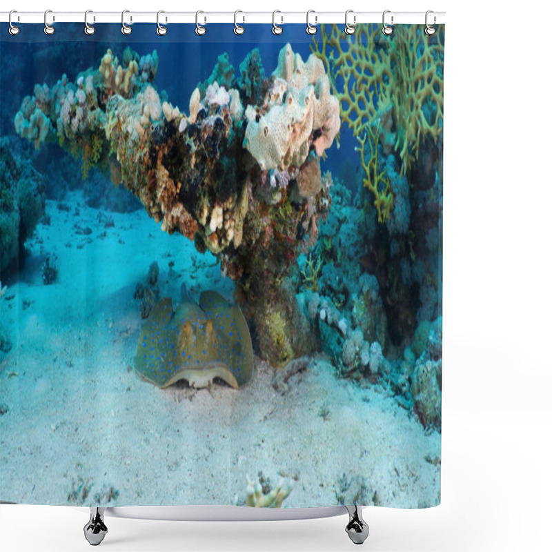 Personality  Blue Spotted Stingray Shower Curtains