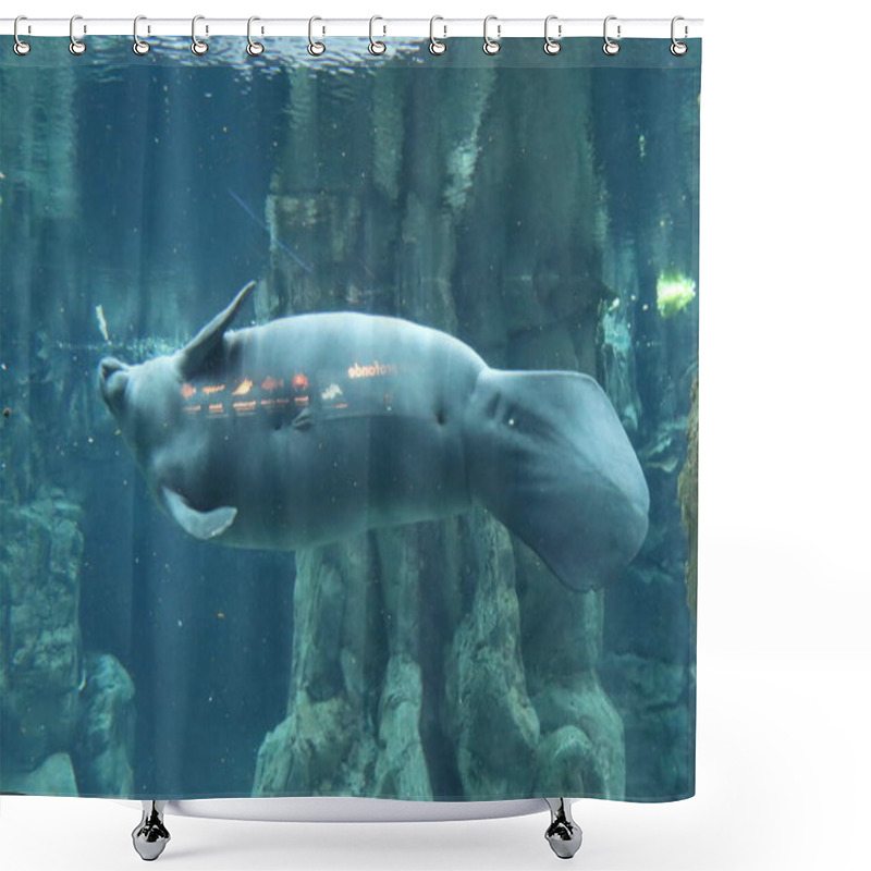 Personality  Herbivorous Marine Fish Manatee Aquarium Of Genoa Shower Curtains