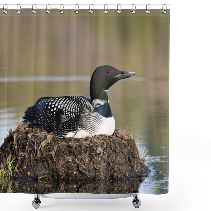 Personality  Loon Nesting On Its Nest With Marsh Grasses, Mud And Water By The Lakeshore In Its Environment And Habitat Displaying Red Eye, Black And White Feather Plumage, Greenish Neck With A Blur Background. Loon Nest Image. Loon On Lake. Loon In Wetland.  Shower Curtains