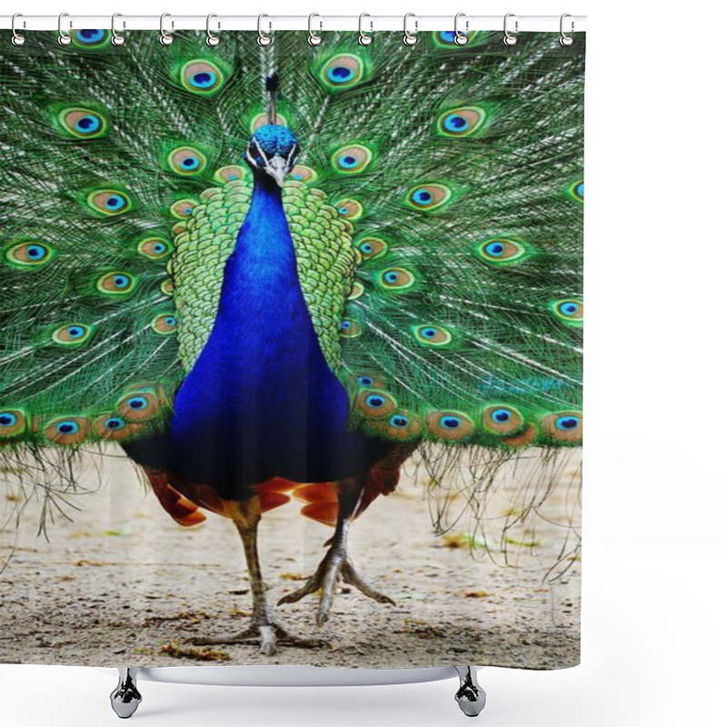 Personality  A Vertical Closeup Shot Of A Peacock Walking On The Ground With Its Tail Open Shower Curtains