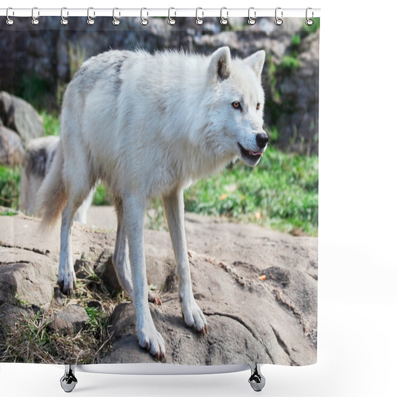 Personality  Arctic Wolf Standing On Rocks Shower Curtains