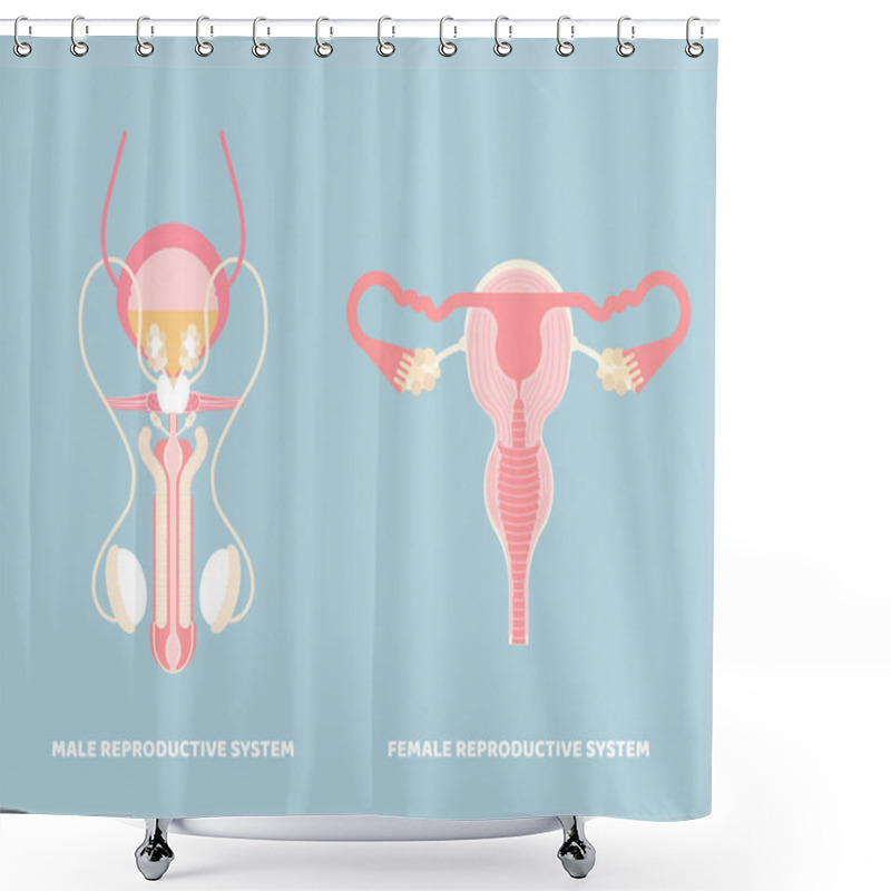 Personality  Male And Female Reproductive System, Internal Organs Anatomy Body Part Nervous System, Vector Illustration Cartoon Flat Character Design Clip Art Shower Curtains