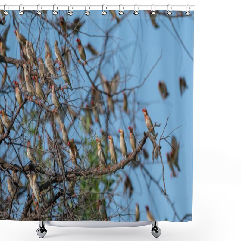 Personality  A Flock Of Red House Finch Standing The Twig Of The Tree Shower Curtains