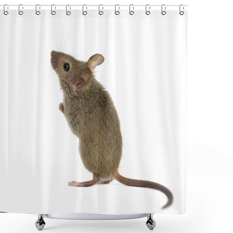 Personality  Wood Mouse Looking Up In Front Of A White Background Shower Curtains