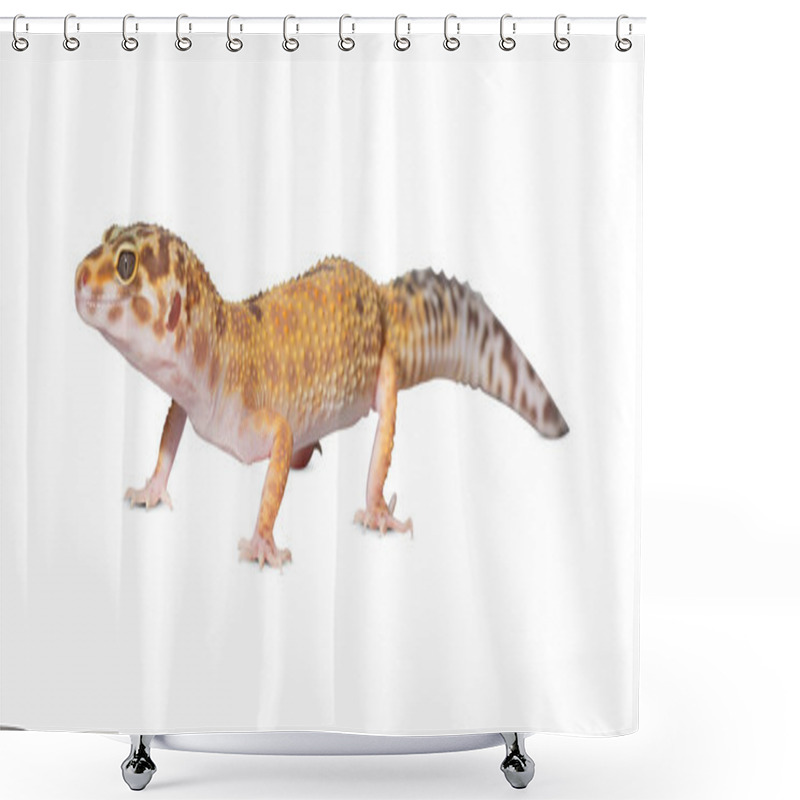 Personality  Lizard Isolated On White Background. Cutout Lizard. Shower Curtains