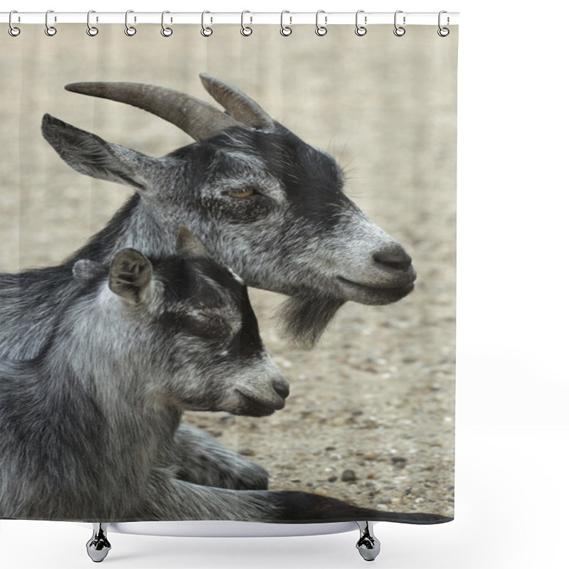 Personality  Goat And Her Child Shower Curtains