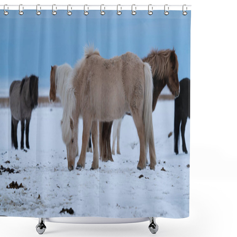 Personality  Iceland Horse, Equus Caballus Shower Curtains