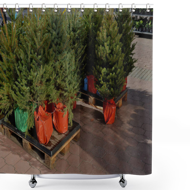 Personality  Sale Of Christmas Trees With A Package. The Trees Have Roots In A Flower Pot That Is Covered With Plastic Foil. They Are Sold In Gardening And Commercial Hobby Houses. Garden Center, Pallets Shower Curtains