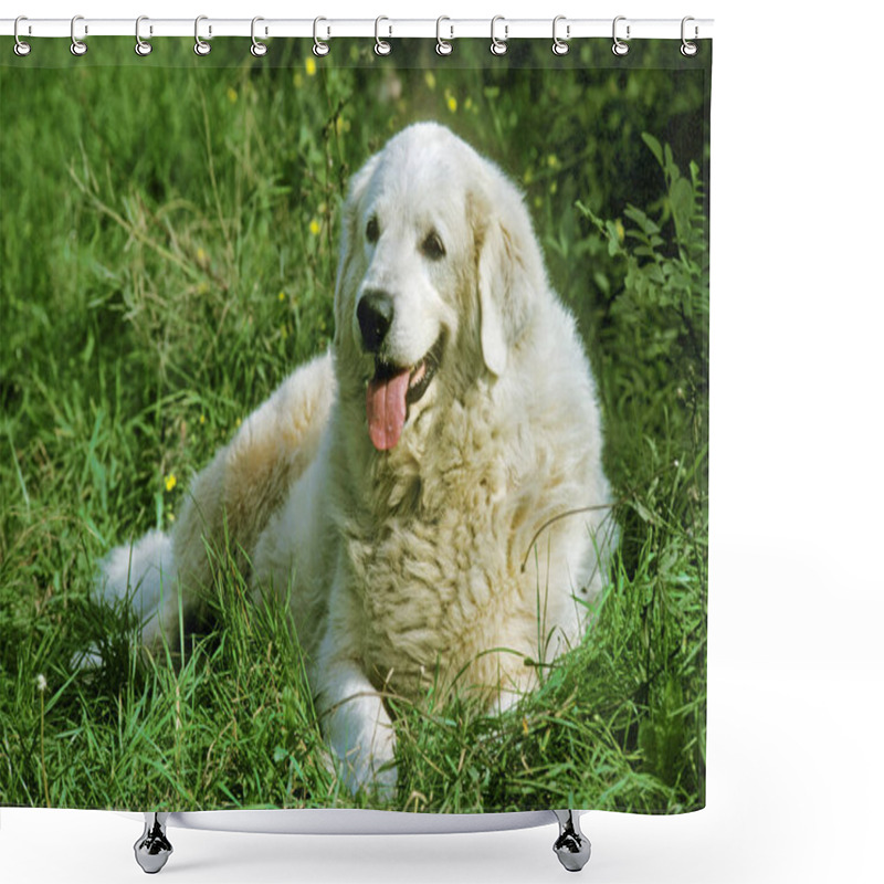 Personality  Great Pyrenees Dog Or Pyrenean Mountain Dog, Adult Laying On Grass   Shower Curtains