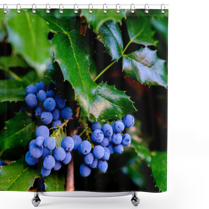 Personality  Mahonia With Berries And Leaves Detail Shower Curtains