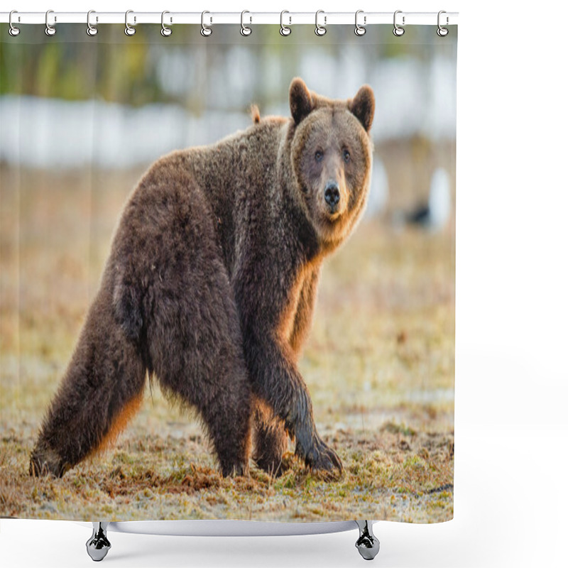 Personality  Brown Bear In Spring Forest Shower Curtains