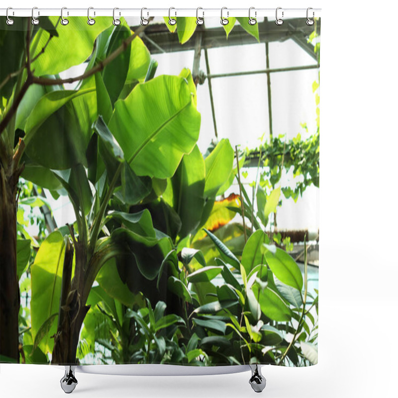 Personality  Different Plants With Lush Foliage In Greenhouse Shower Curtains