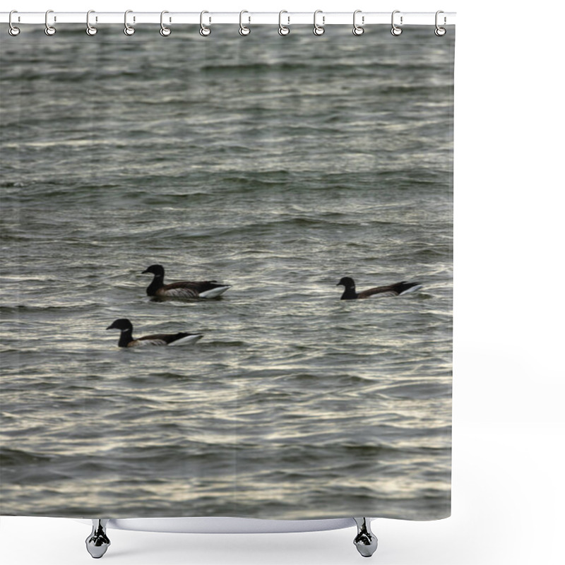 Personality  The Brent Goose Feeds On Eelgrass And Algae. This Photo Was Taken At Bull Island, Dublin, Ireland.  Shower Curtains