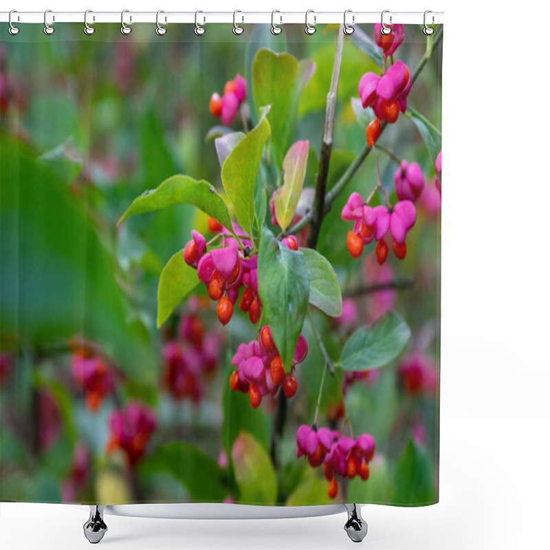 Personality  Euonymus Europaeus European Common Spindle Capsular Ripening Autumn Fruits, Red To Purple Or Pink Colors With Orange Seeds, Autumnal Colorful Leaves Shower Curtains