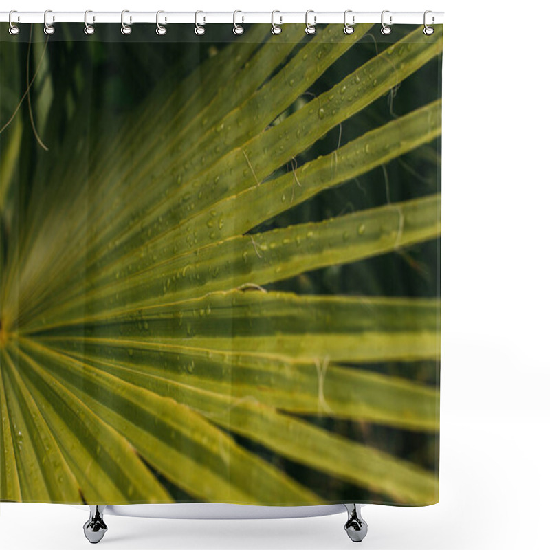 Personality  Close Up Of Wet And Green Palm Leaf  Shower Curtains