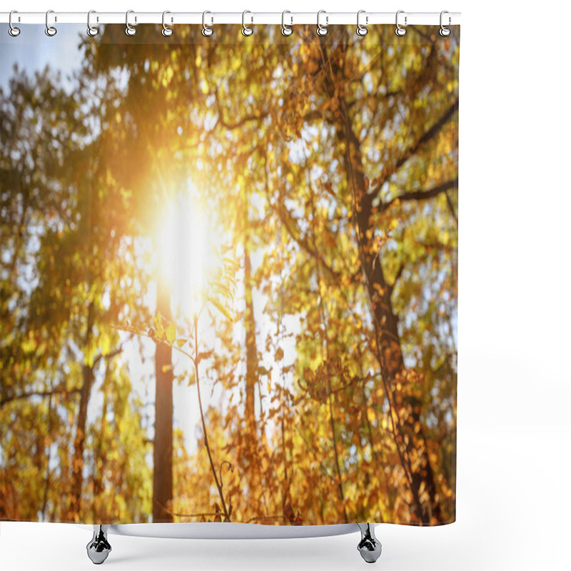 Personality  Sun, Trees With Yellow And Green Leaves In Autumnal Park At Day  Shower Curtains