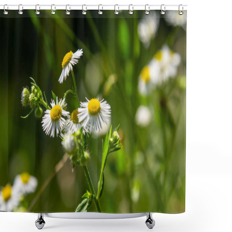 Personality  Erigeron Annuus Known As Annual Fleabane, Daisy Fleabane, Or Eastern Daisy Fleabane. Shower Curtains