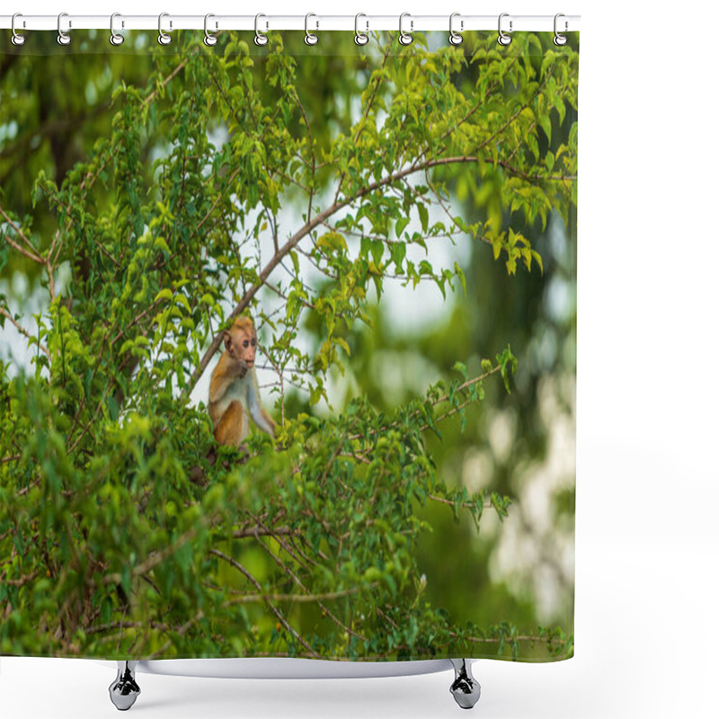 Personality  Monkeys In The National Park Shower Curtains