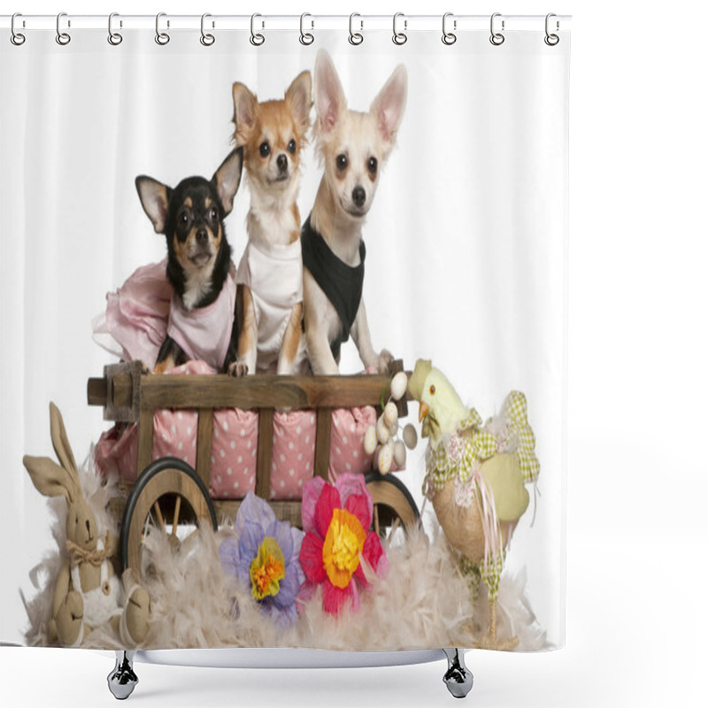 Personality  Three Chihuahuas, 1 Year Old, 8 Months Old, And 5 Months Old, Sitting In Dog Bed Wagon With Easter Stuffed Animals In Front Of White Background Shower Curtains