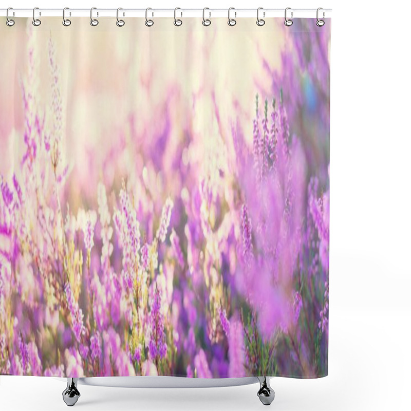 Personality  Blooming Purple And Pink Heather Flowers Calluna Vulgaris, Spider Web. Panoramic Image. Pure Nature, Botany, Gardening, Environment, Ecology Shower Curtains