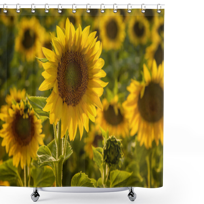 Personality  Large Yellow Sunflowers At Sunset  Shower Curtains