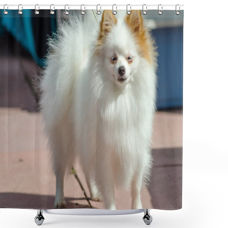 Personality  Pomeranian For A Walk In Summer. Shower Curtains