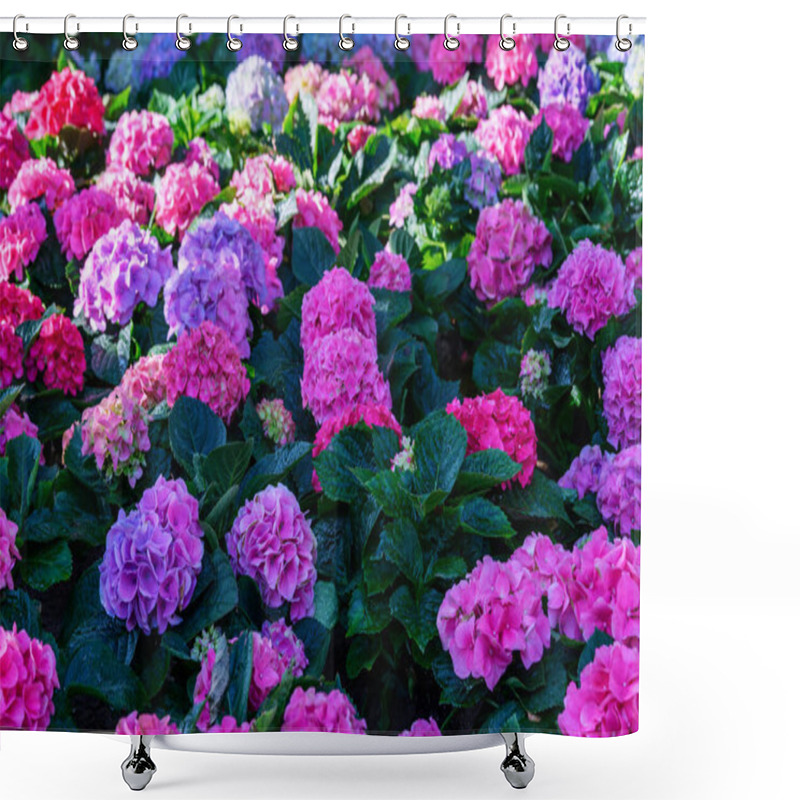 Personality  Blooming Hydrangeas Flowers In The Garden At Chiang Mai, Thailand. Hydrangea Flower Bush Shower Curtains