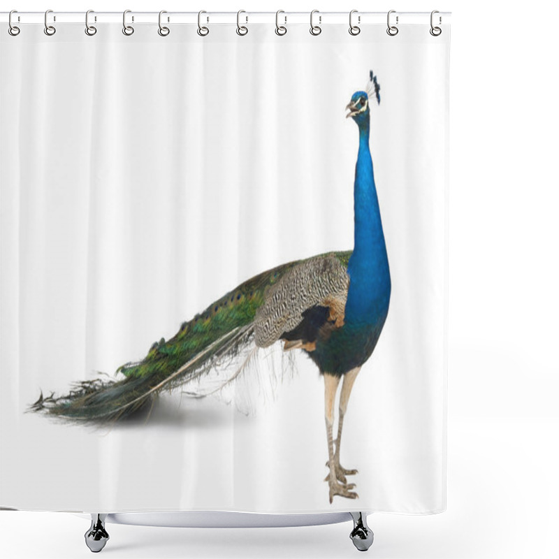 Personality  Male Indian Peafowl In Front Of White Background Shower Curtains