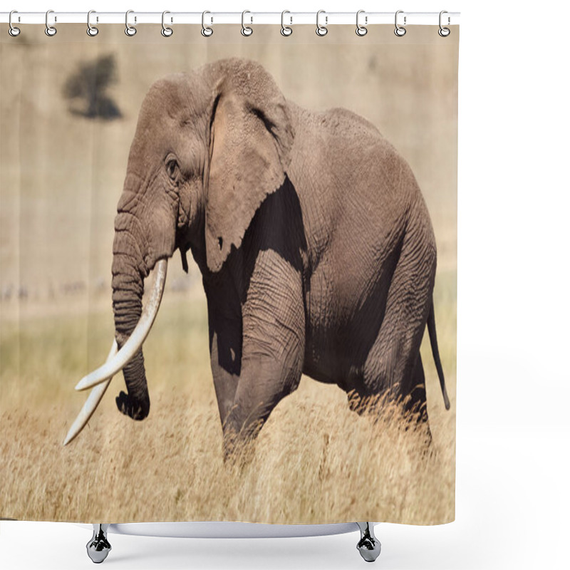 Personality  Really Big Male Elephant (Loxodonta Africana). Shower Curtains