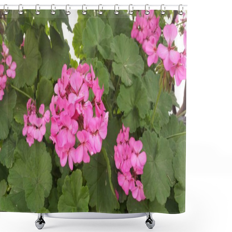 Personality  The Beautiful Geranium (Pelargonium Zonale) Flower In Garden Shower Curtains