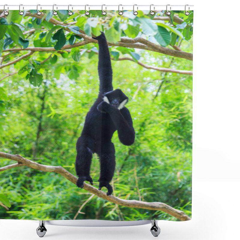 Personality  White Cheeked Gibbon Shower Curtains