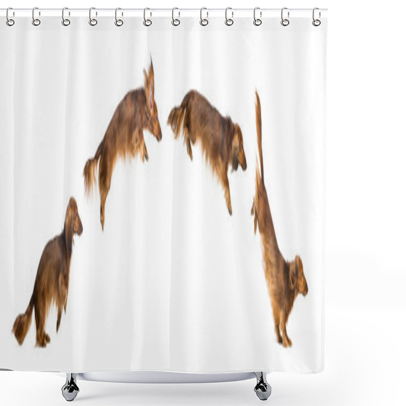 Personality  Side View Composition Of A Dachshund, 4 Years Old, Jumping Against White Background Shower Curtains