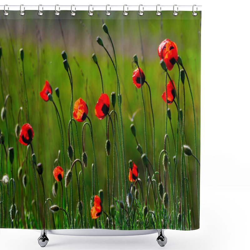 Personality  Red Poppies Shower Curtains