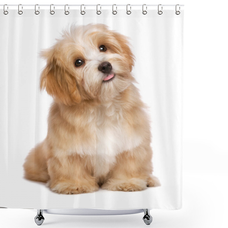 Personality  Beautiful Sitting Reddish Havanese Puppy Dog Is Looking Upward Shower Curtains