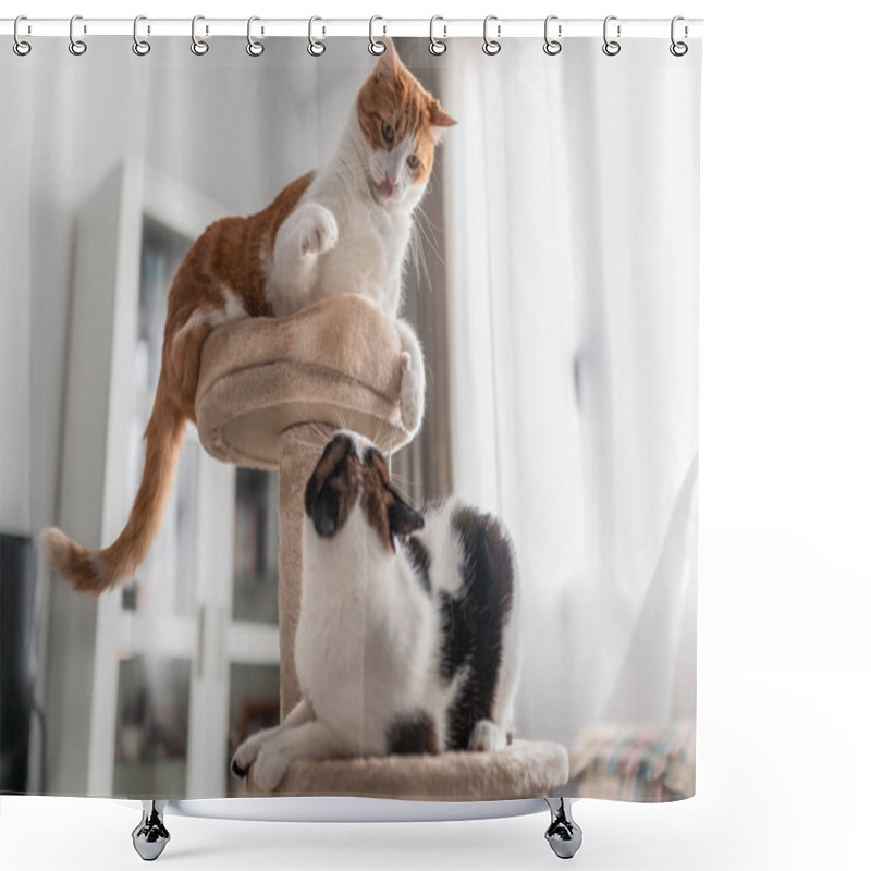 Personality  Brown And White Cat On The Top Of A Scraper Tower, Plays With A Black And White Cat 3 Shower Curtains