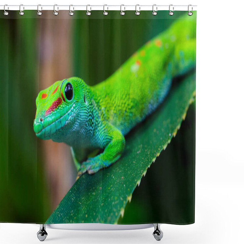 Personality  Close-up Side View Madagascar Giant Day Gecko (phelsuma Grandis) Shower Curtains