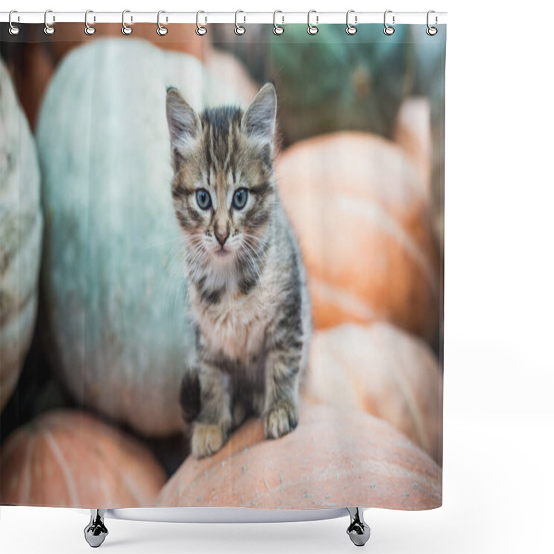 Personality  Cute Gray Kitten Sitting On A Pile Of Pumpkins. Shower Curtains