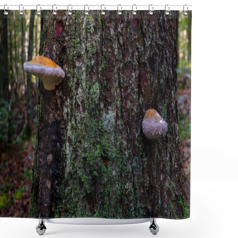 Personality  Mushroom On Tree With Dew Drops, Bark Covered With Green Moss Shower Curtains