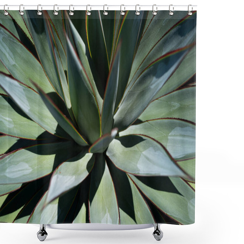 Personality  Agave. Cactus In Desert Backdround, Cacti Or Cactaceae Pattern. Agave Cactus. Shower Curtains