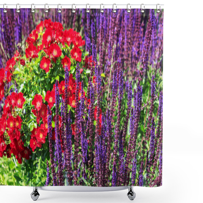 Personality  Red Roses Shrub Between Blue Salvia Nemorosa In A English Style Rose Garden  Shower Curtains