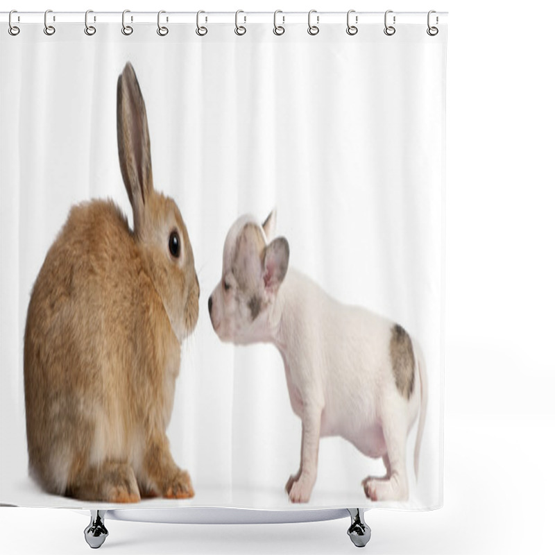 Personality  Chihuahua Puppy, 10 Weeks Old, Sniffing Rabbit In Front Of White Background Shower Curtains